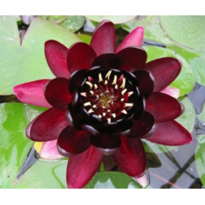 N. BLACK PRINCESS N. BLACK PRINCESS